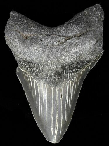 Serrated, Fossil Megalodon Tooth - Georgia #66517